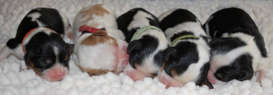 Lilys.pups.5.days.old.jpg