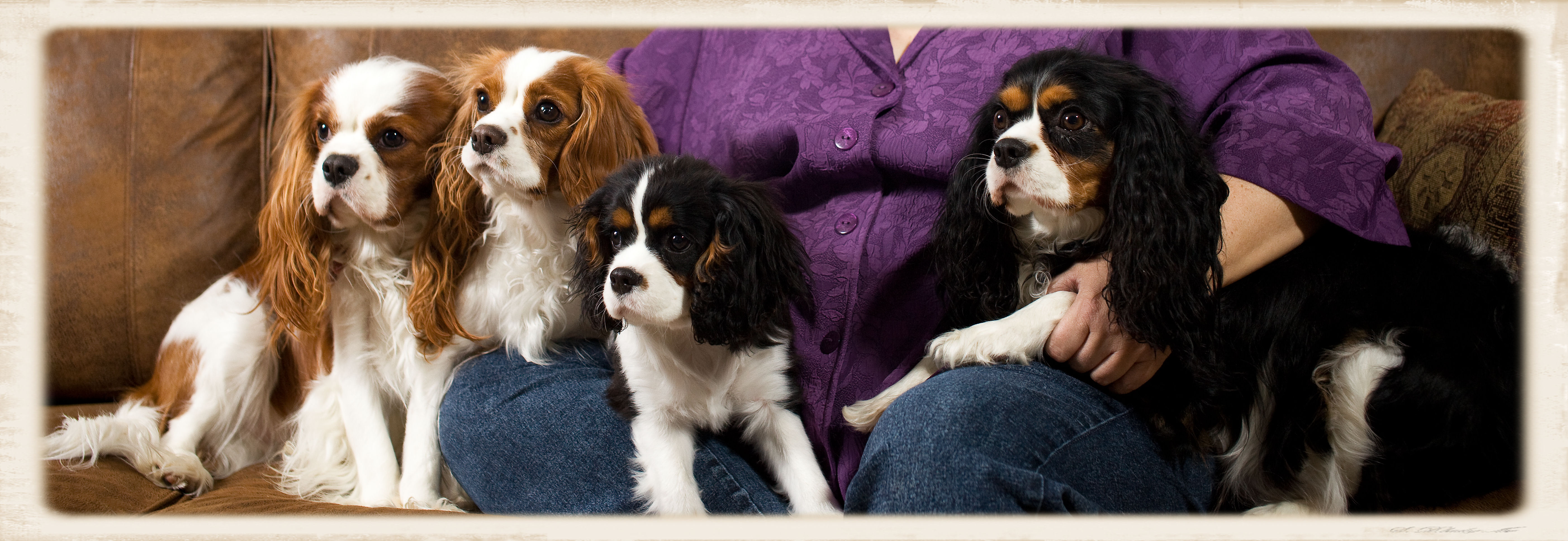 allthedogs.jpg