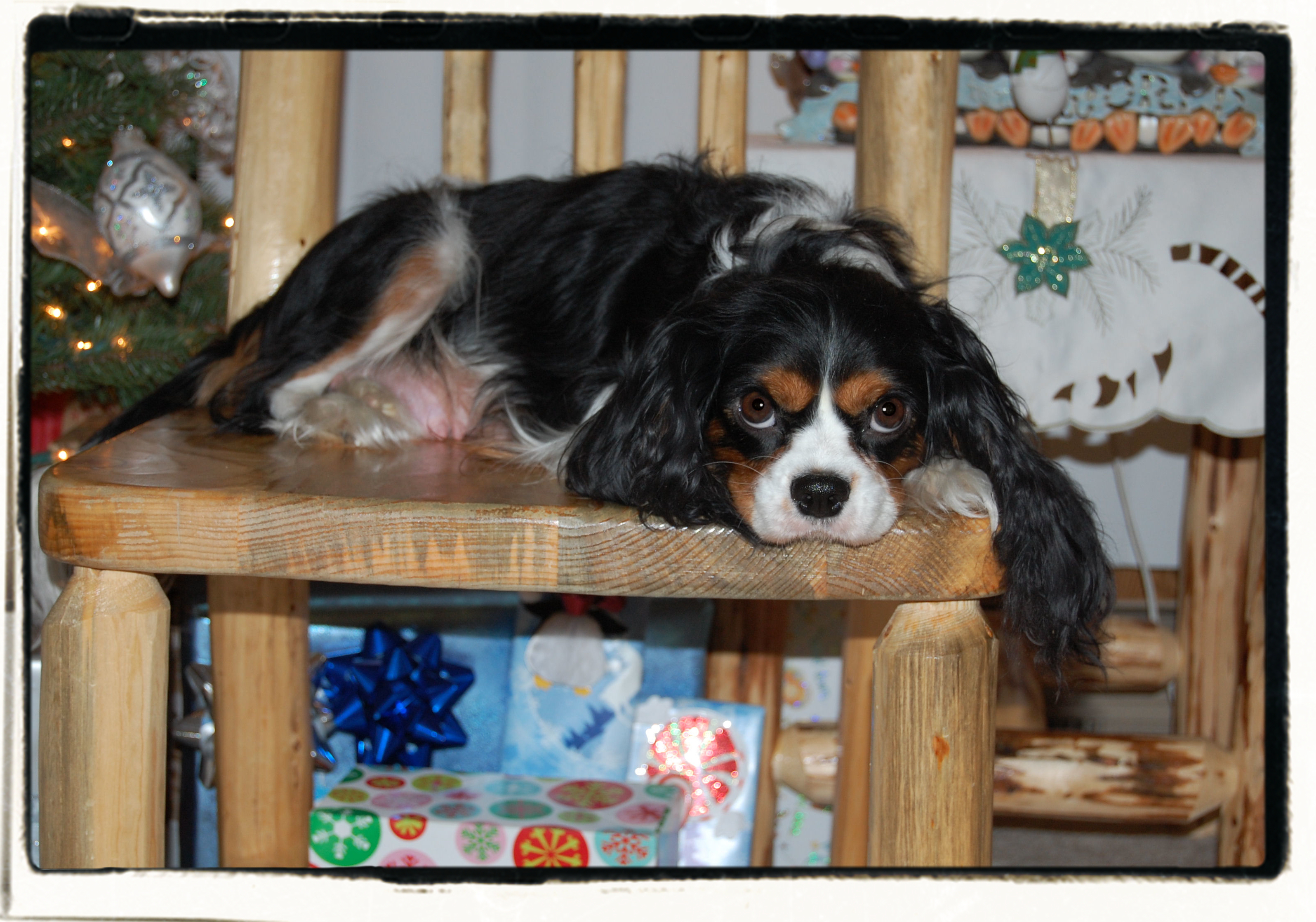 bailey1111.jpg