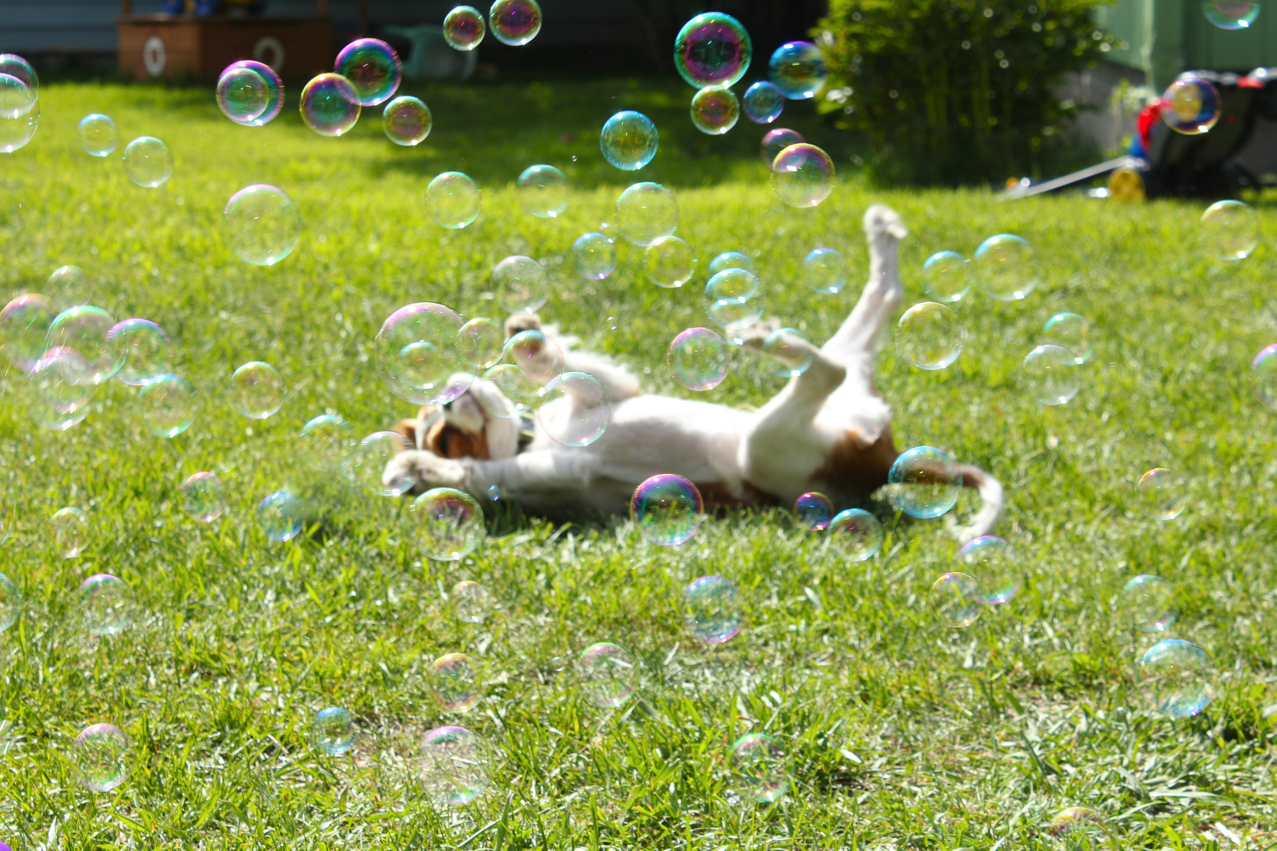 cooperbubbles.jpg cooperbubbles.jpg