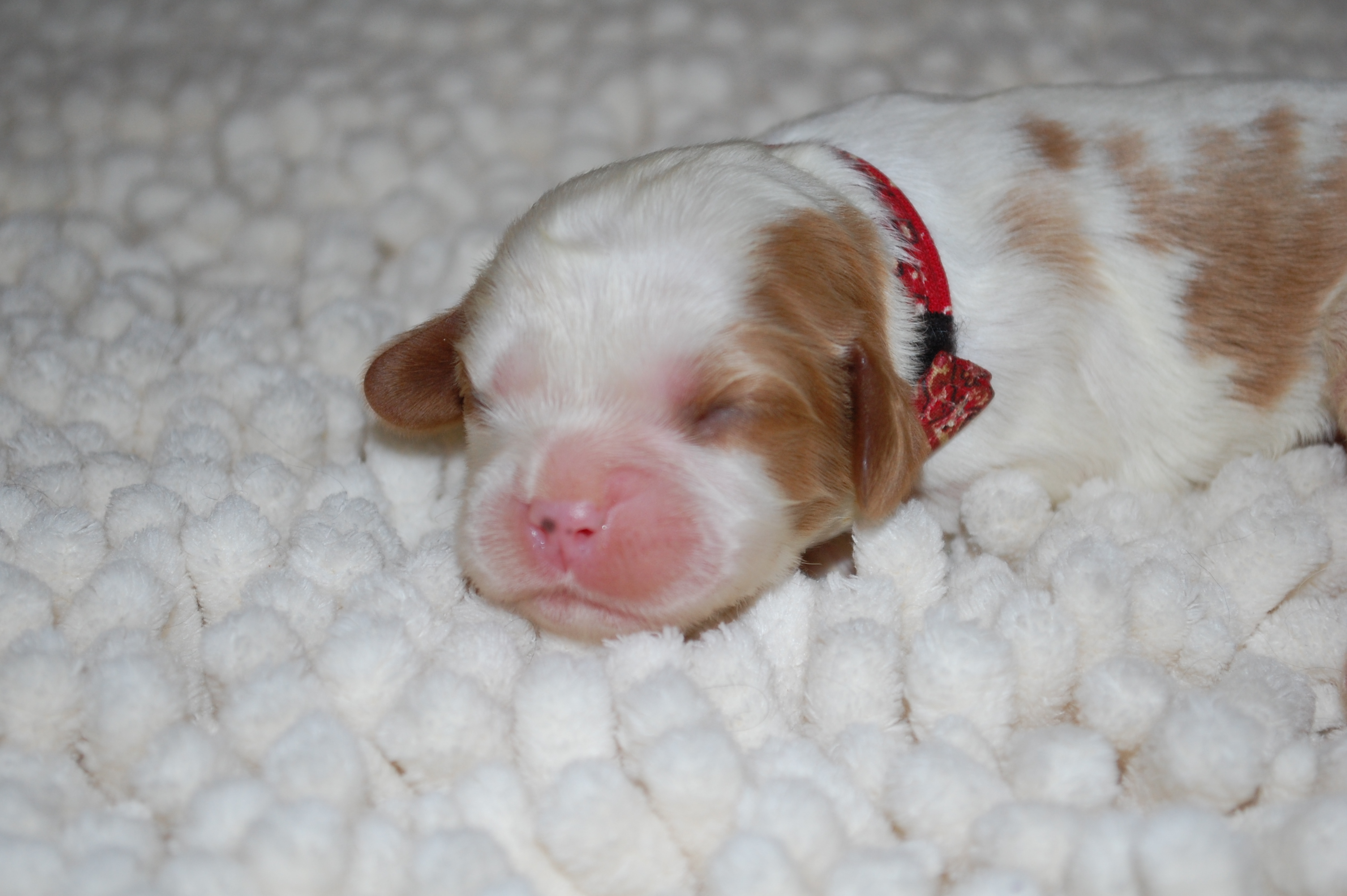 lily3.puppy2.1week.JPG